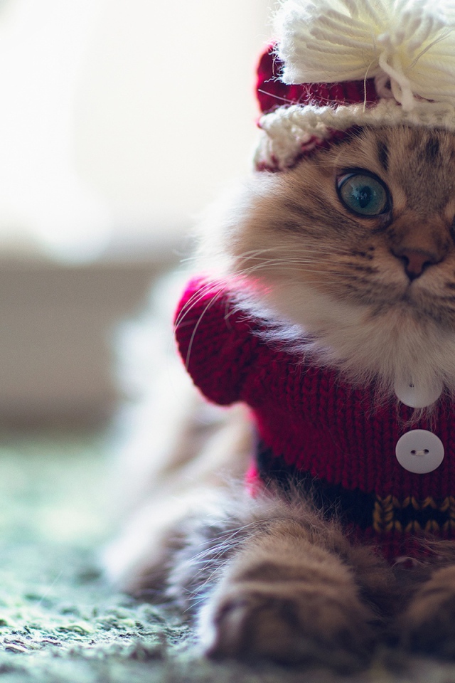 Смешной пушистый кот в наряде