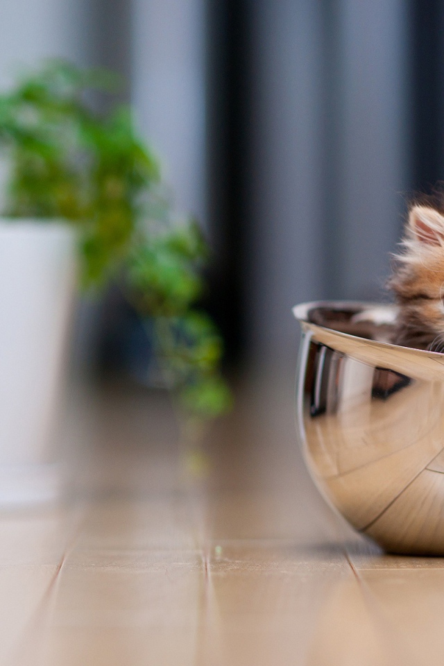 Смешной котёнок в миске