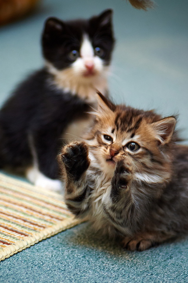 Смешной маленький игривый кот и его брат