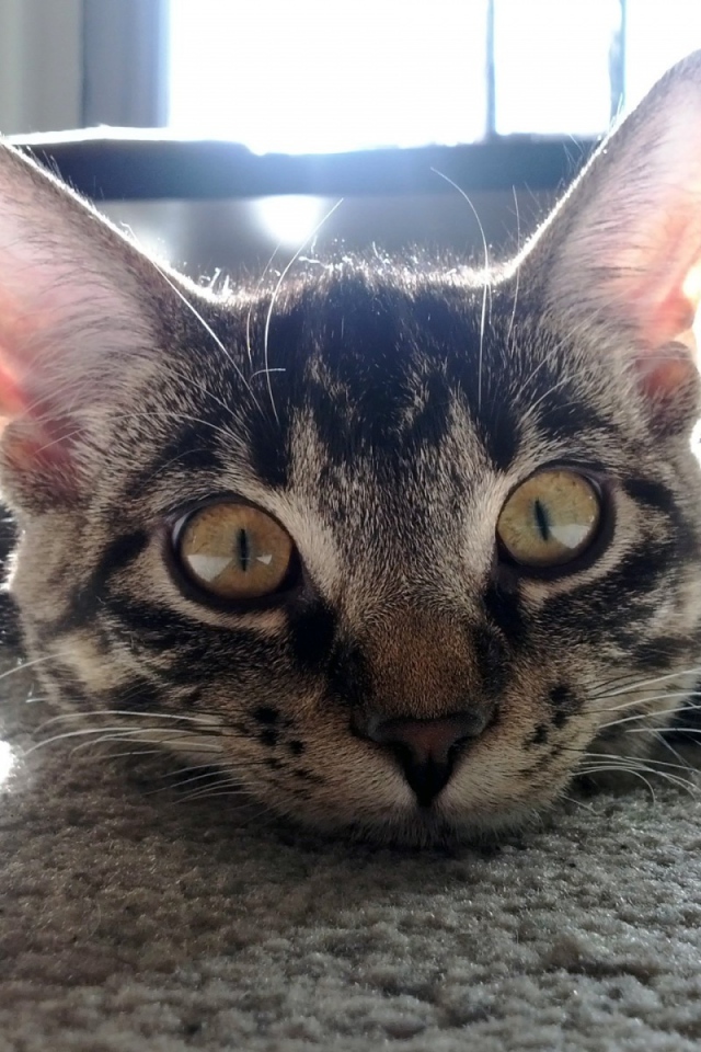 Смешной полосатый кот