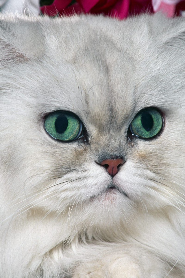 Серый персидский кот