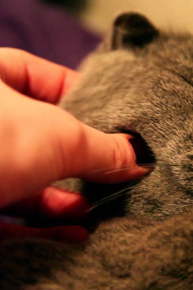 Серый шотландский вислоухий кот доволен