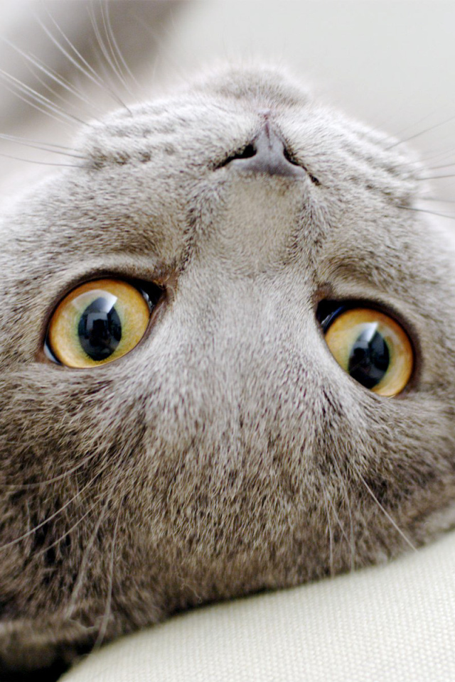 Серый  шотландский вислоухий кот развалился