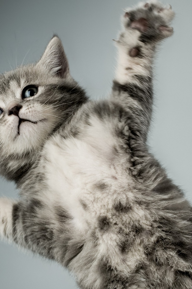 Серый кот в полёте