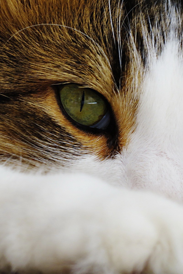 Зеленые глаза кота
