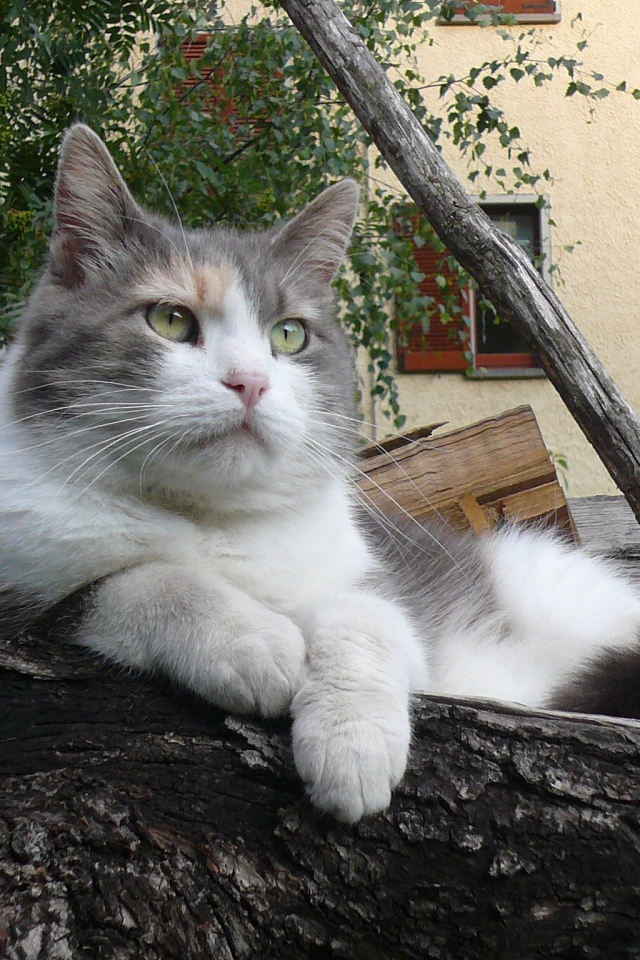 Серый кот лежит на бревне