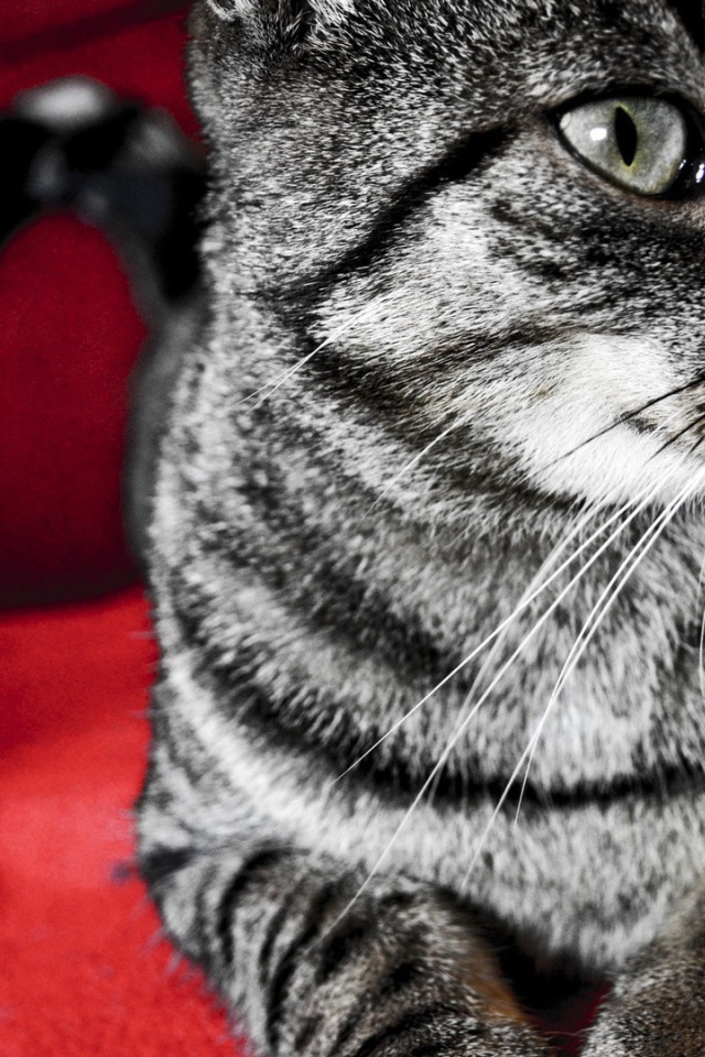 Серый кот на красном стуле