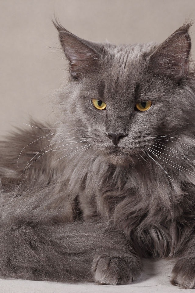 Серый серьёзный кот мейн-кун