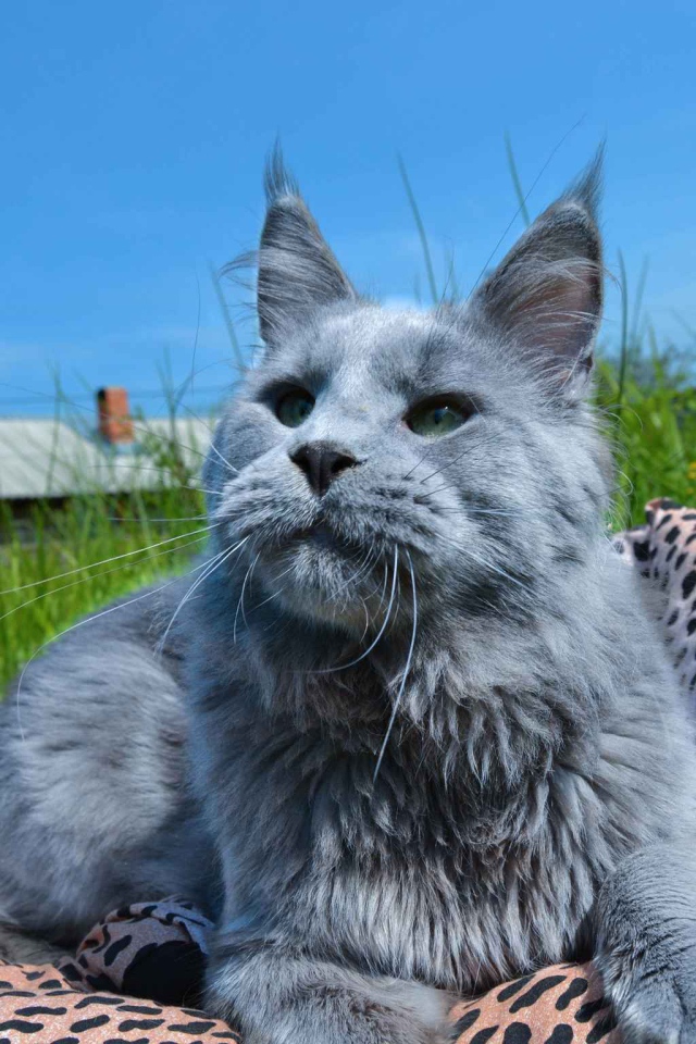 Серый молодой кот мейн-кун на природе