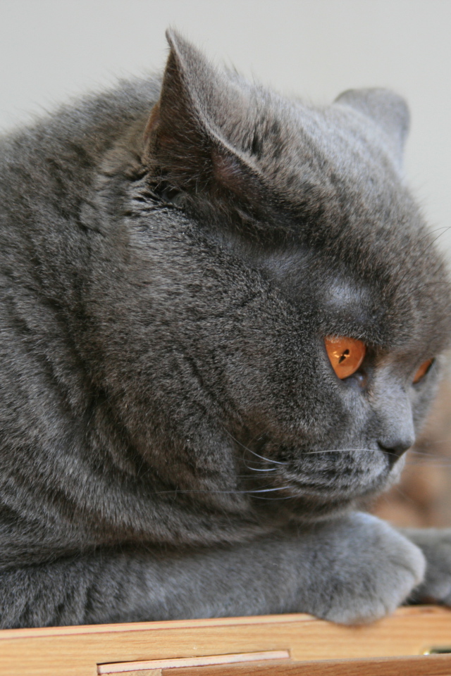 Недовольный британский кот