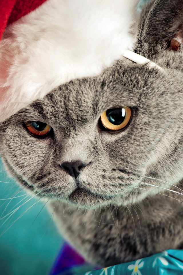 Grumpy British cat in hat