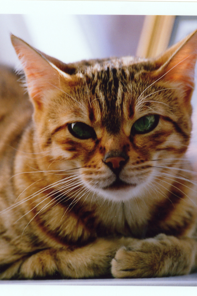 Недовольный бенгальский кот