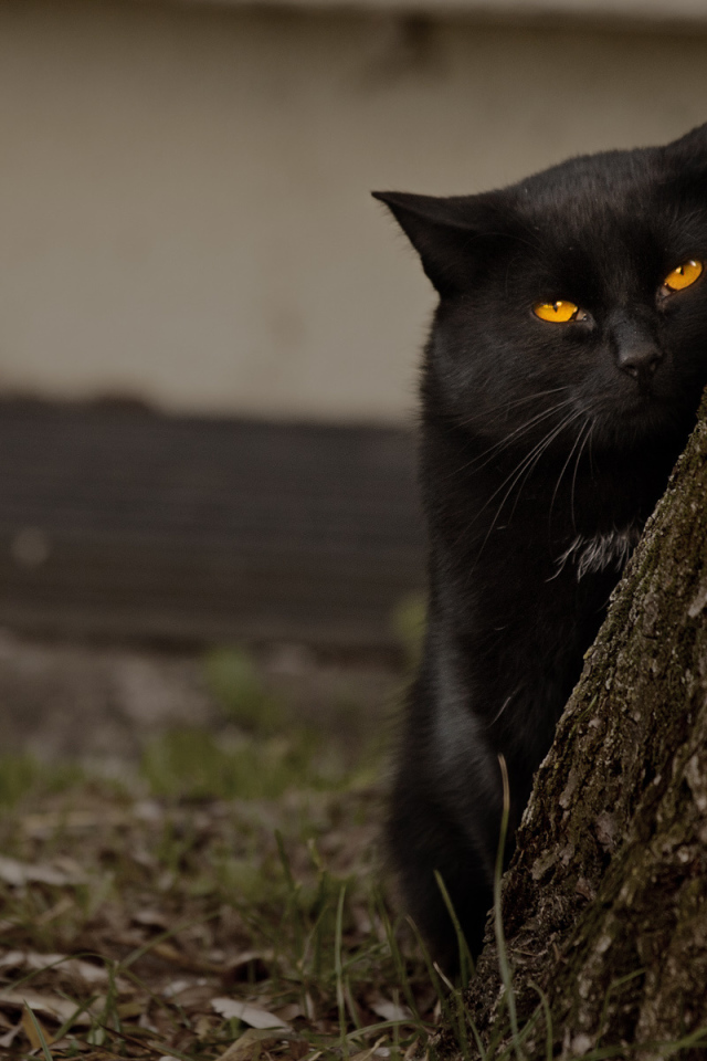 Недовольный чёрный кот за деревом