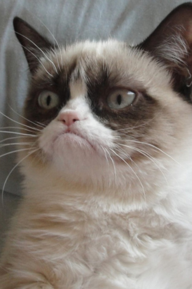 Grumpy cat