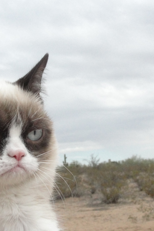Grumpy cat в пустыне