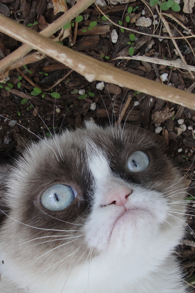 Grumpy cat на земле