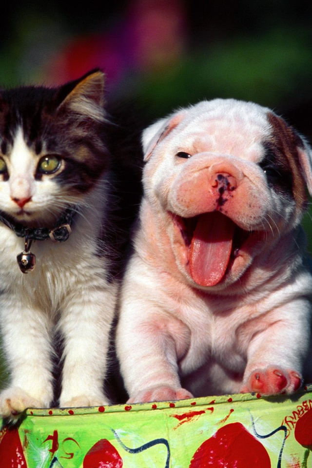 Счастливые кот и пёс