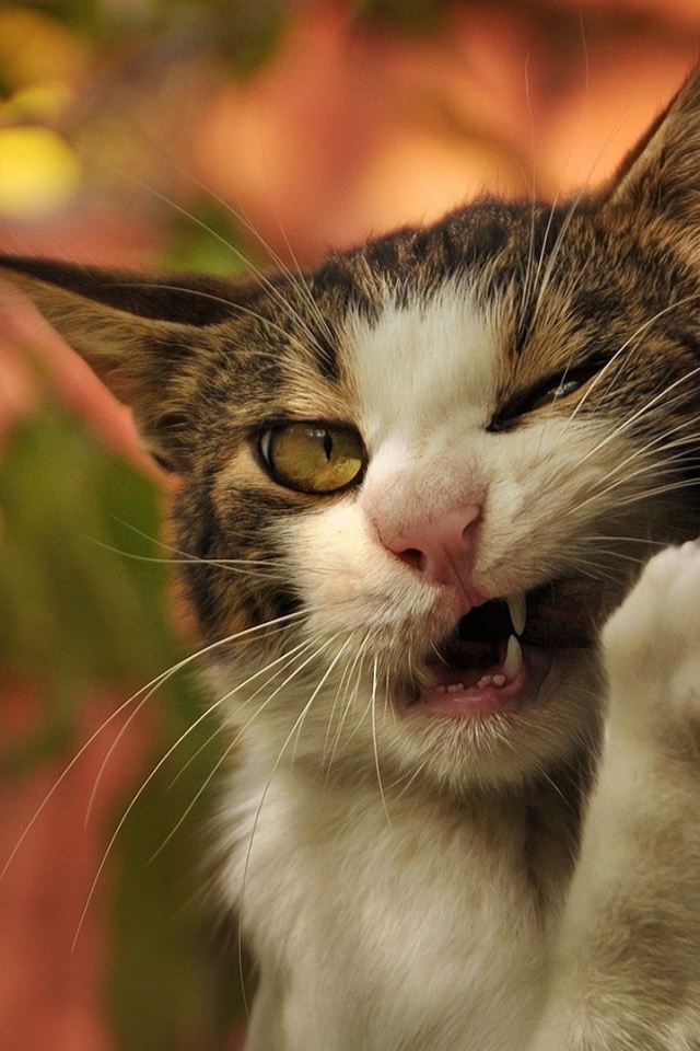 Голодный зеленоглазый кот