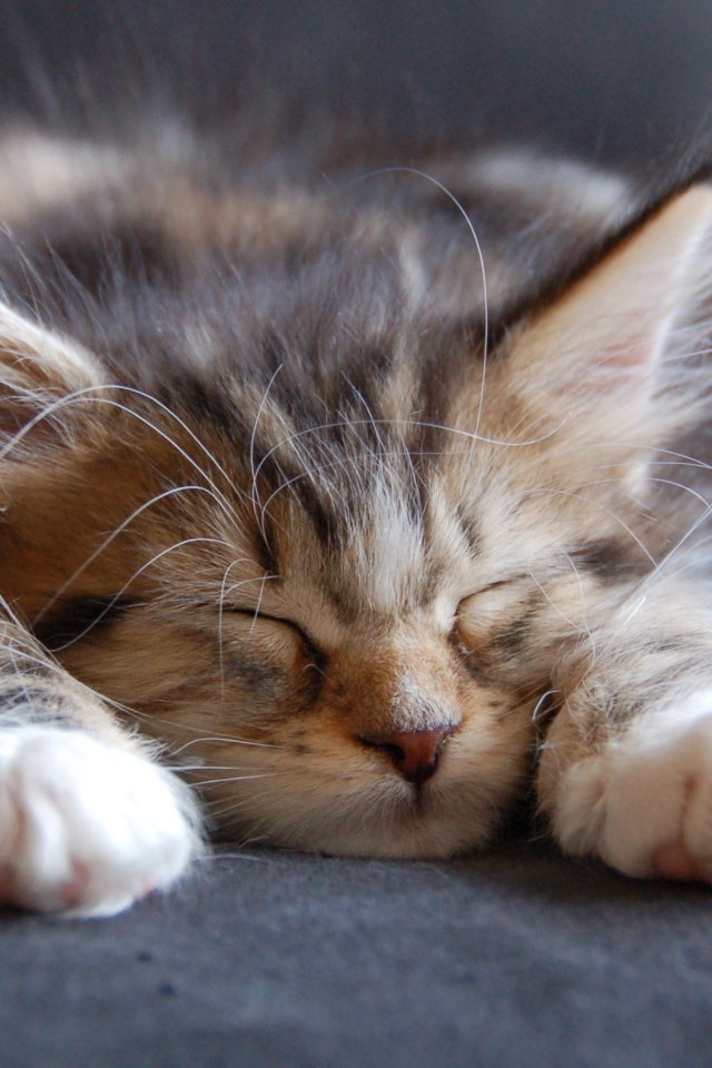 Малыш мейн-кун сладко заснул