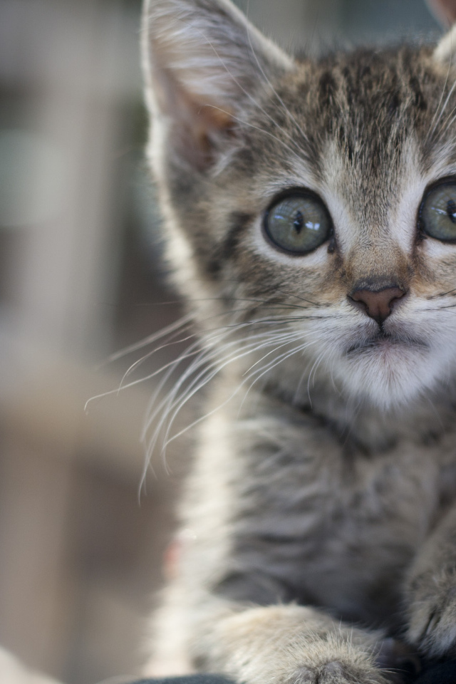 Малыш мейн-кун с испуганным взглядом