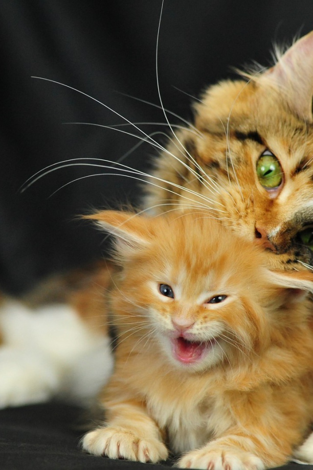 Малыш мейн-кун с мамой