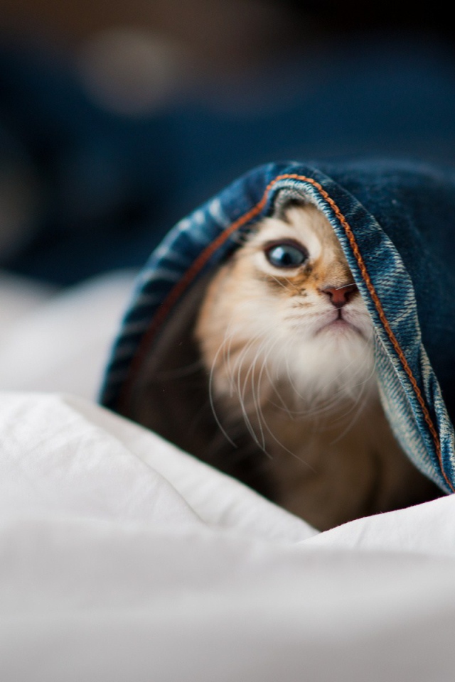 Малыш кот залез в штаны