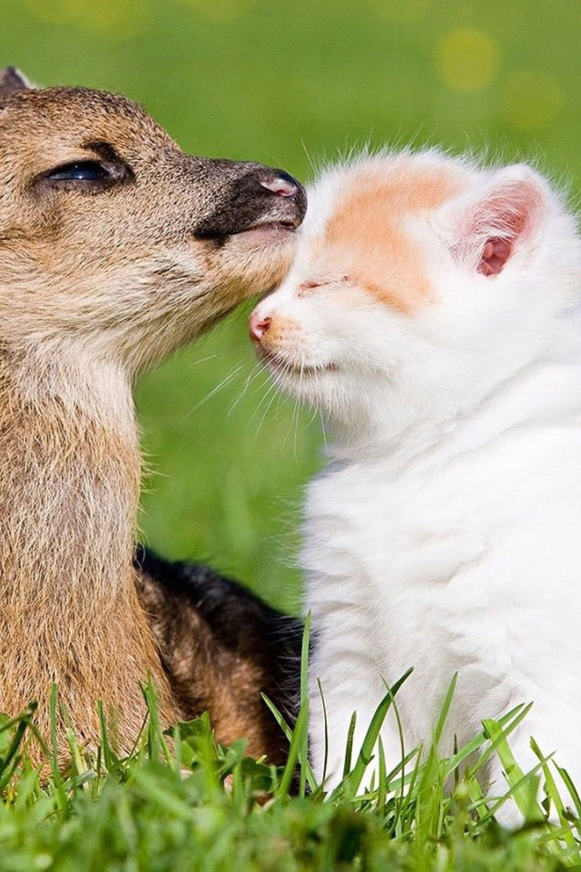 Котёнок и оленёнок