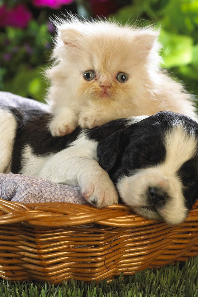Котенок и щенок