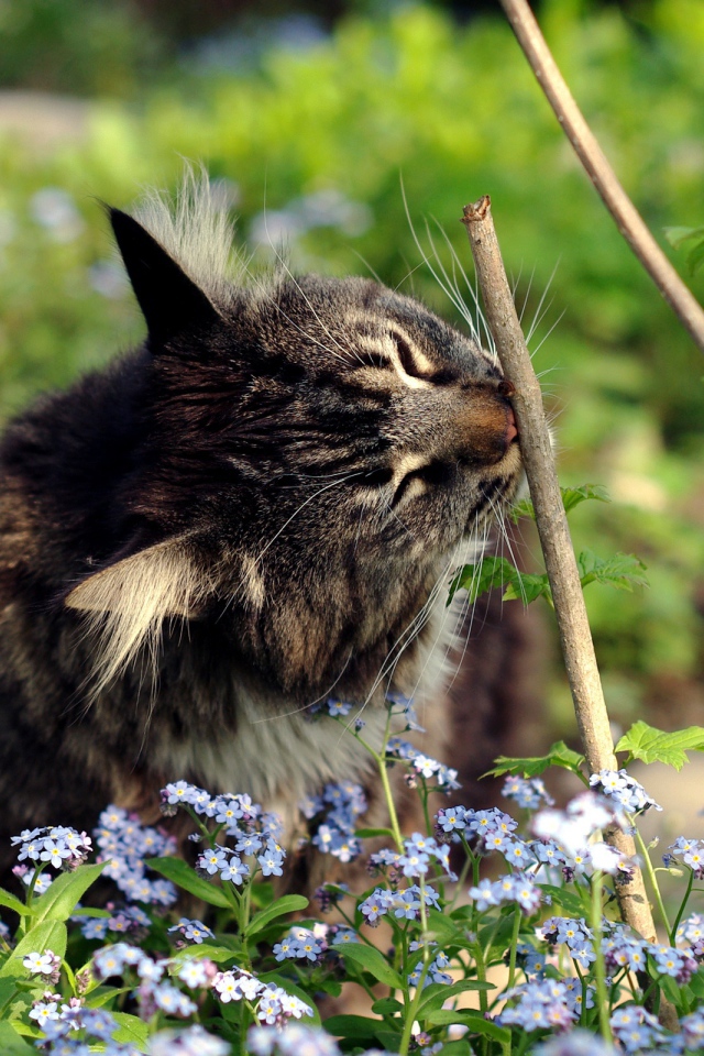 Котенок в цветах