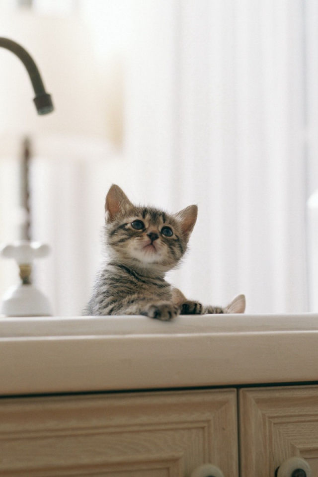 Котенок купается в раковине