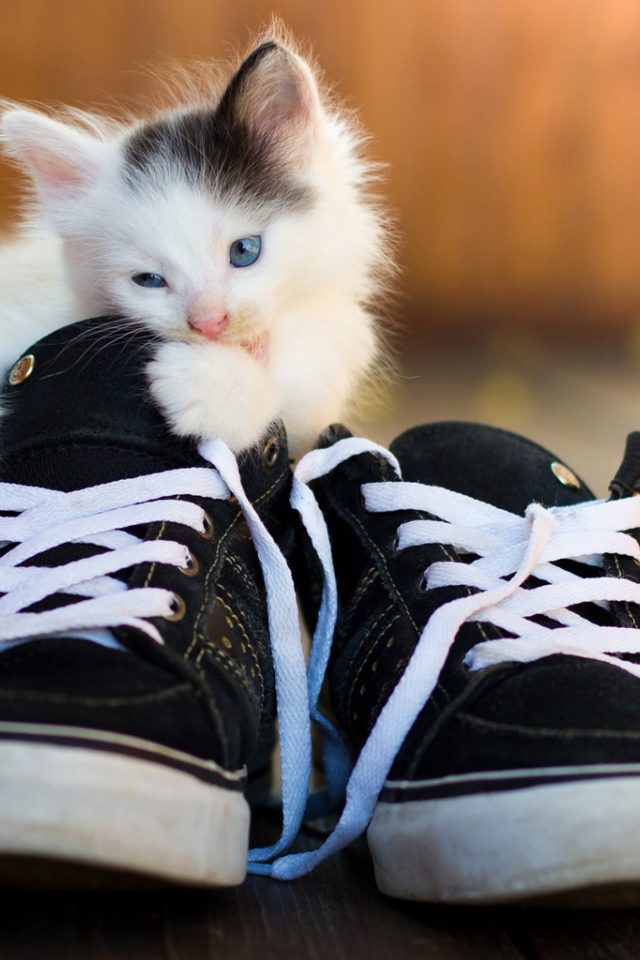 Котенок грызет кеды
