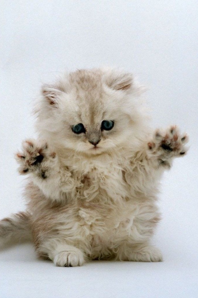 Котенок готовится к прыжку