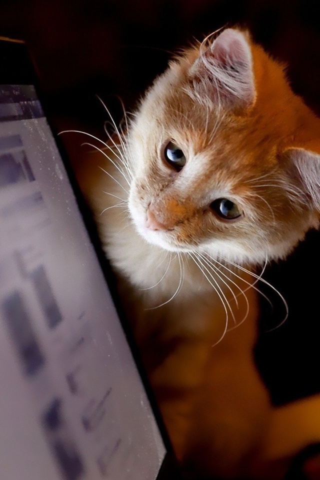 Котенок смотрит на монитор