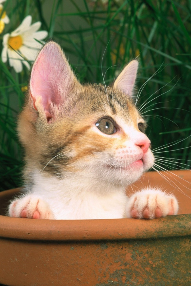 Котенок выглядывает из горшка