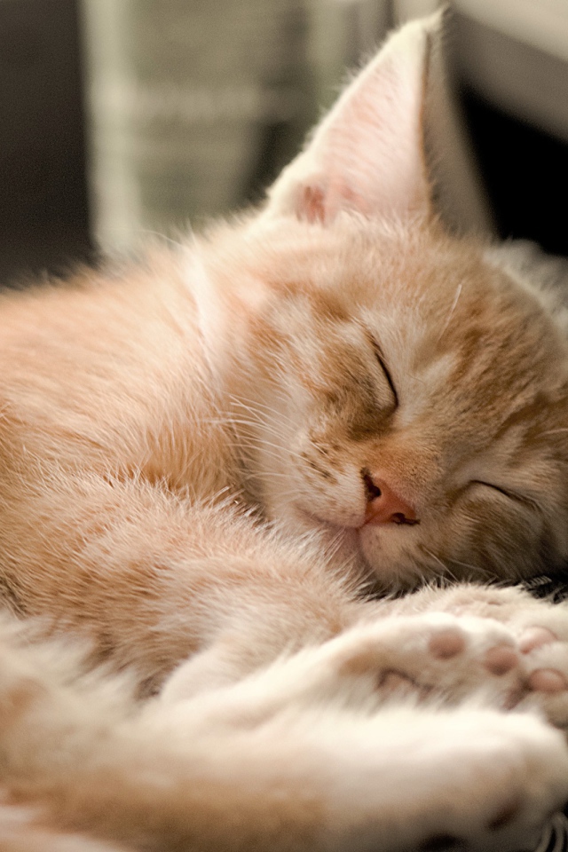 Котенок на клавиатуре