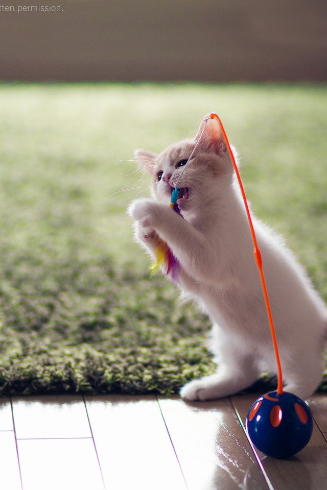 Котенок играет