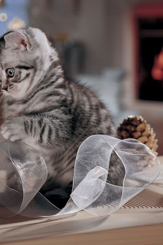 Котенок играет лентой