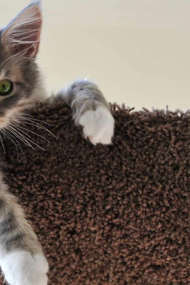 Котенок свесил лапу