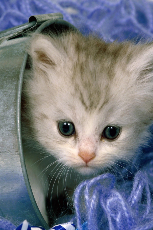 Котенок в нитках