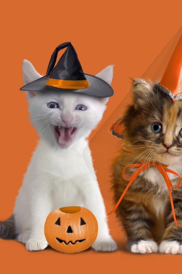 Котята в праздничных костюмах