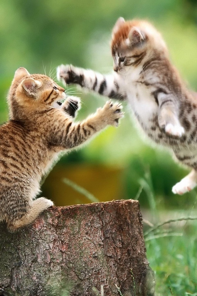 Котенок в прыжке