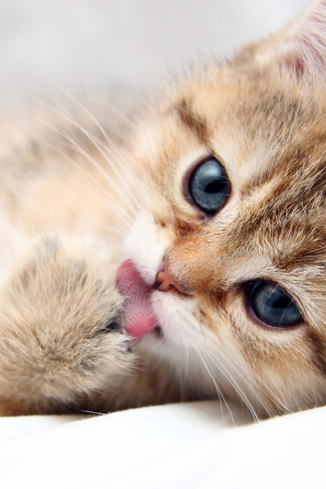 Котенок лижет лапу