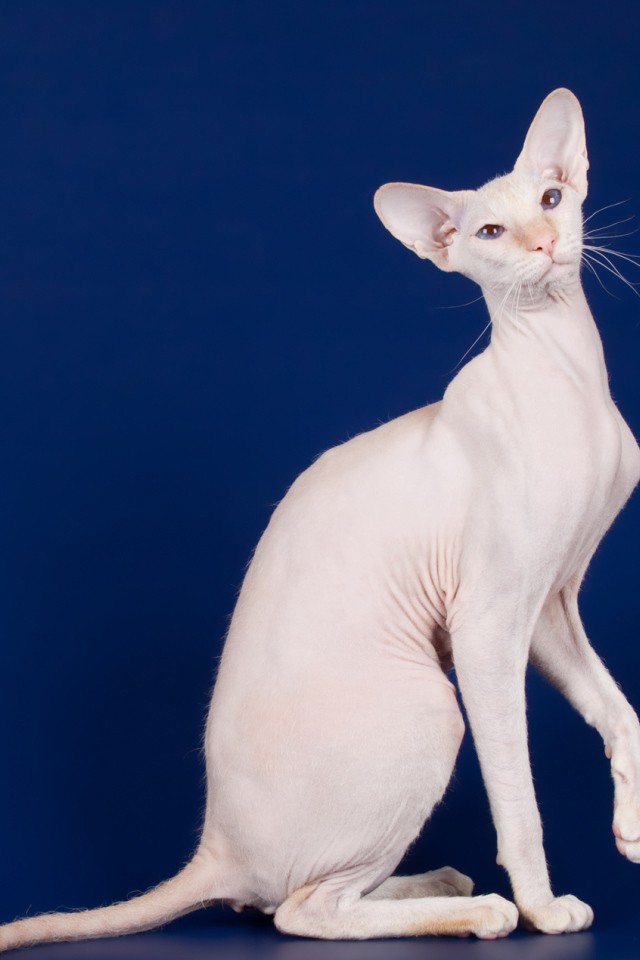 Крупный кот сфинкс на синем фоне