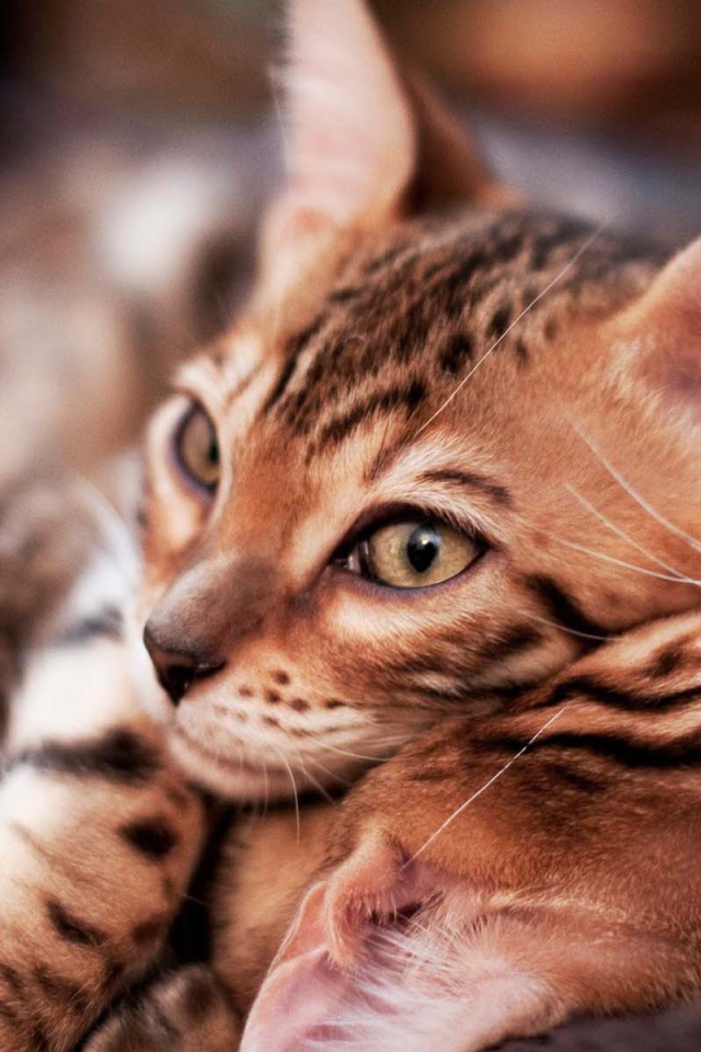 Маленькие бенгальские коты