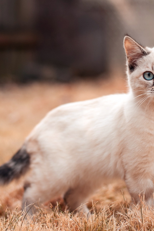 Маленький сиамский кот на засохшей траве