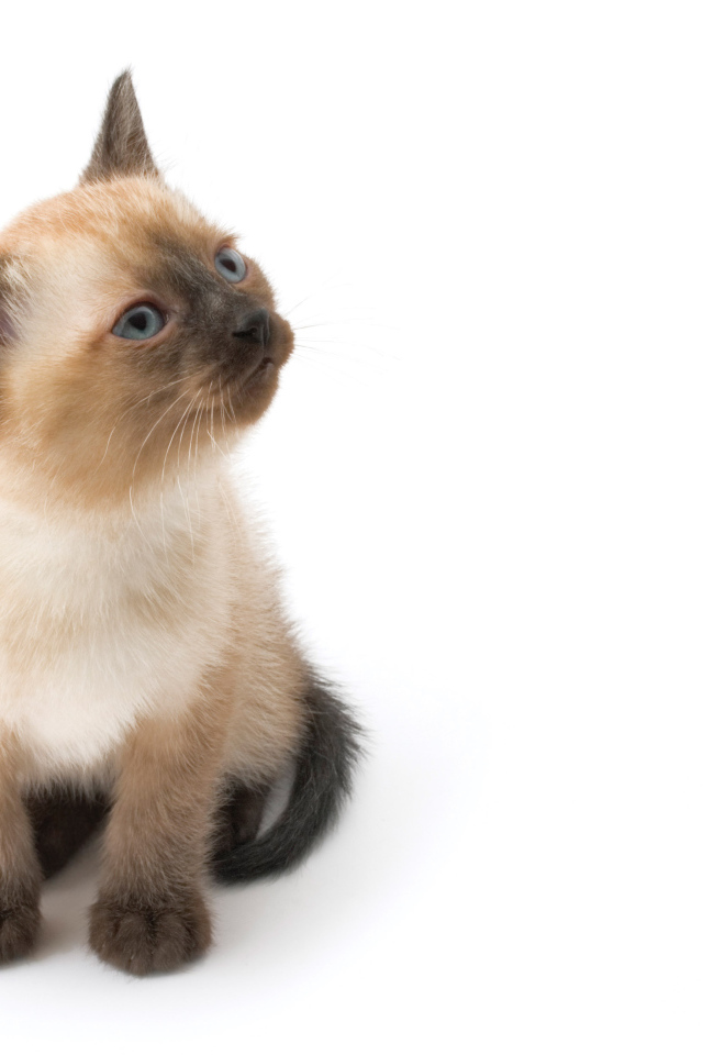 Маленький симпатичный сиамский кот позирует