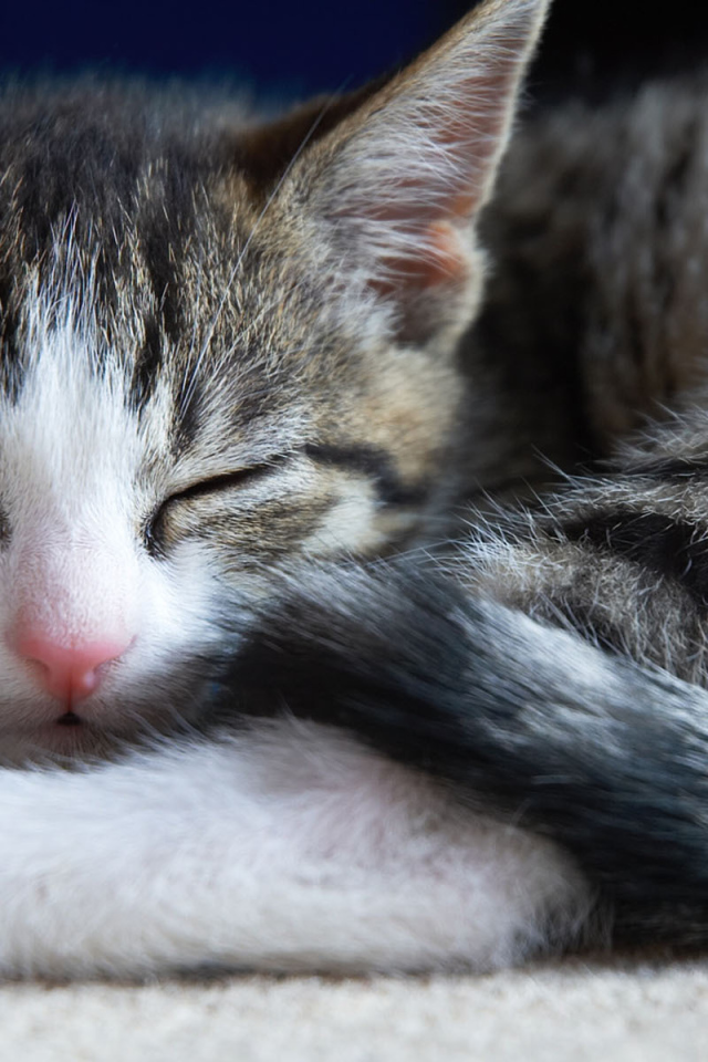 Маленький симпатичный спящий кот