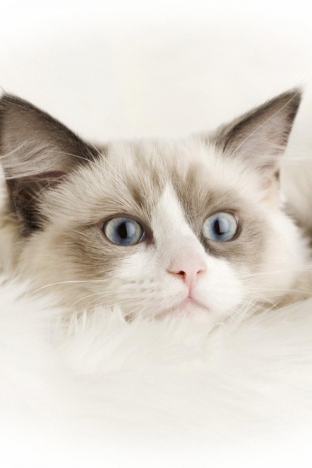 Маленький смешной белый кот