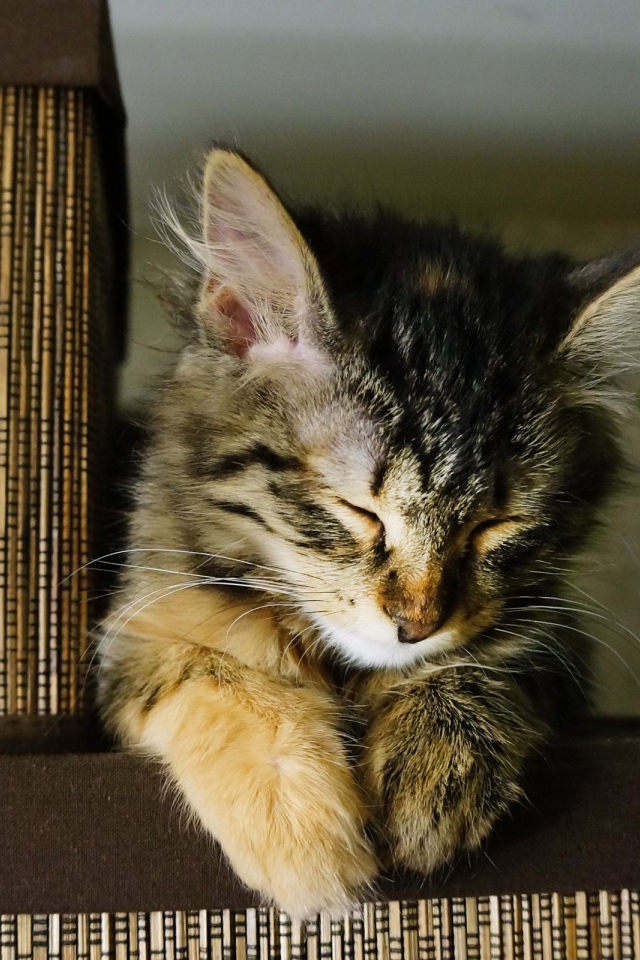 Маленький красивый кот устал