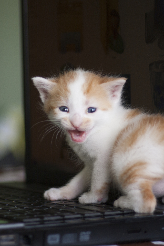 Маленький рыжий кот на лэптопе